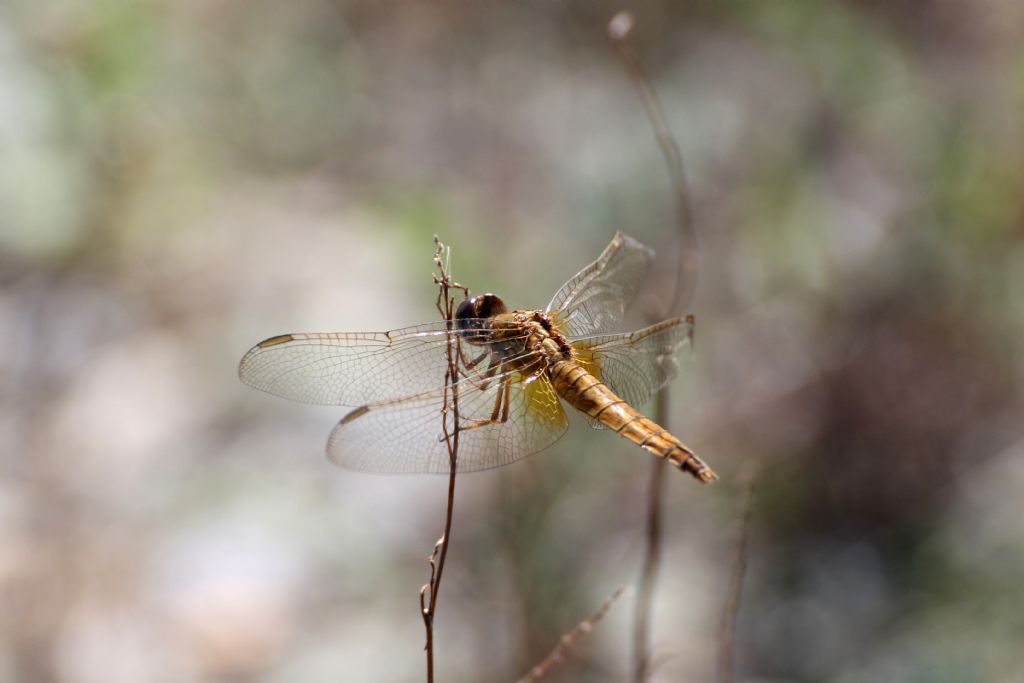 Anche queste dovrebbero essere Crocothemis erythraea